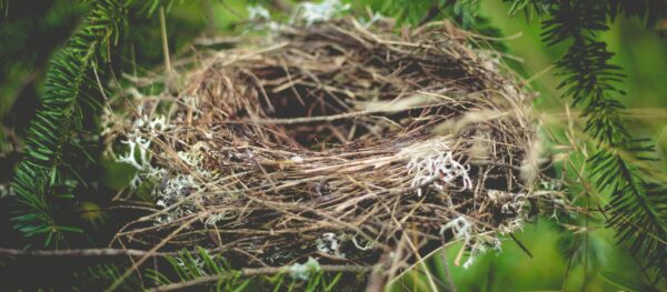 Empty bird nest sitting among branches